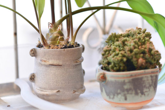 植物照顧教學＆養護方案介紹 Kuwado 陶藝工作室拍攝 2