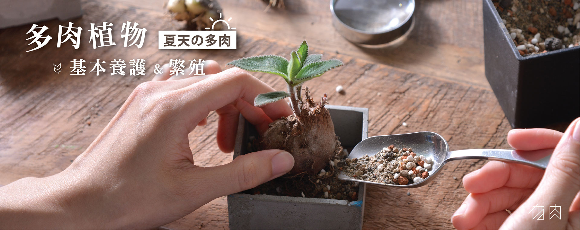 Read more about the article (額滿) 多肉植物基本養護與繁殖（夏天の多肉）