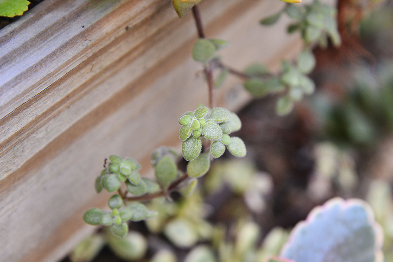 波尼亞毛茸茸的樣子很可愛，是身命力很強的多肉植物，適合一年四季生長