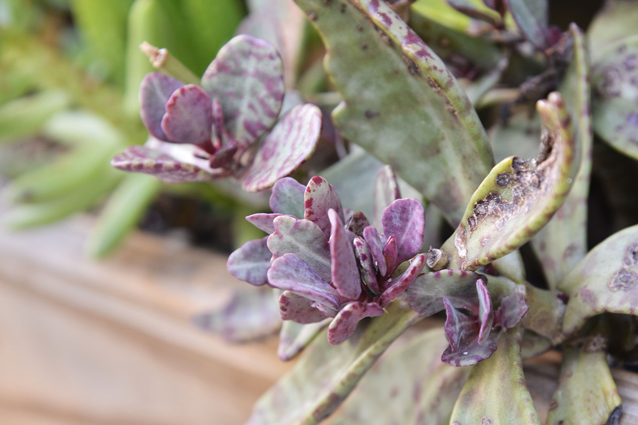 伽藍菜的顏色有點紫色有點虎斑，是造型很獨特的多肉植物，送給比較有個性的朋友是滿合適