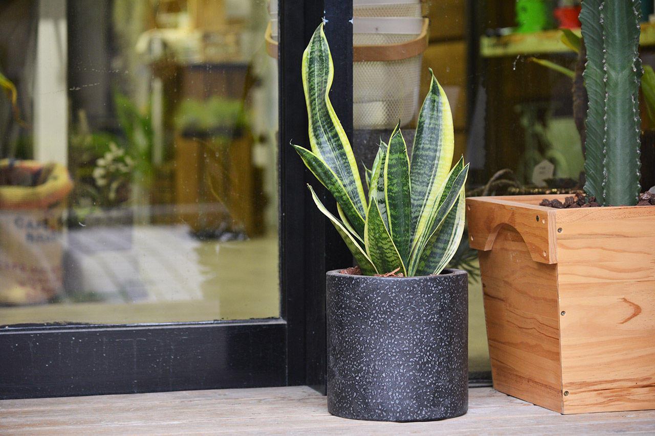 虎尾蘭是一種很好照顧的多肉植物，通常價格也不貴，但是空氣淨化的能力卻很好，擺放在室內也很能裝飾空間