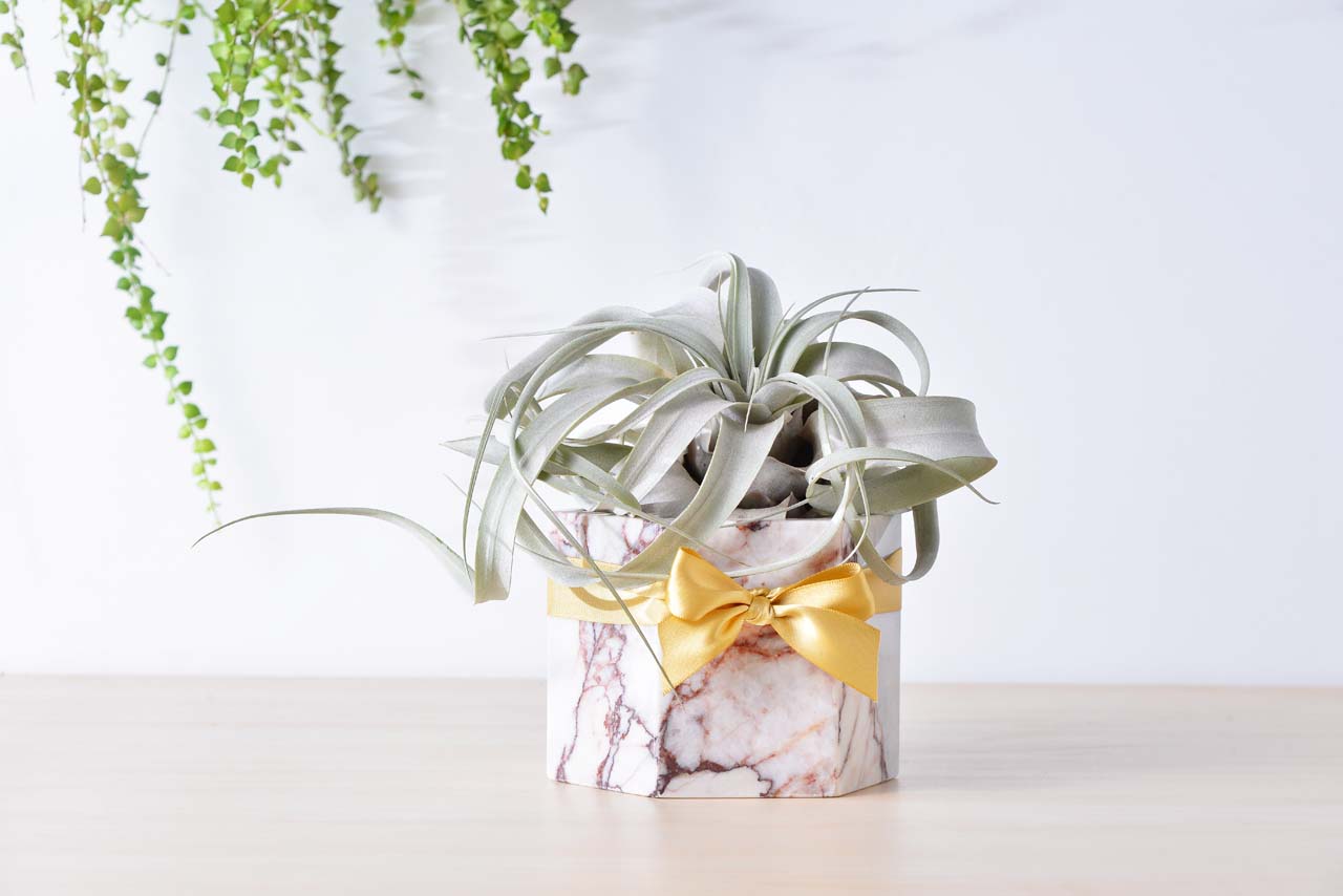 空氣鳳梨盆栽搭配緞帶，是一個很體面的開幕禮物