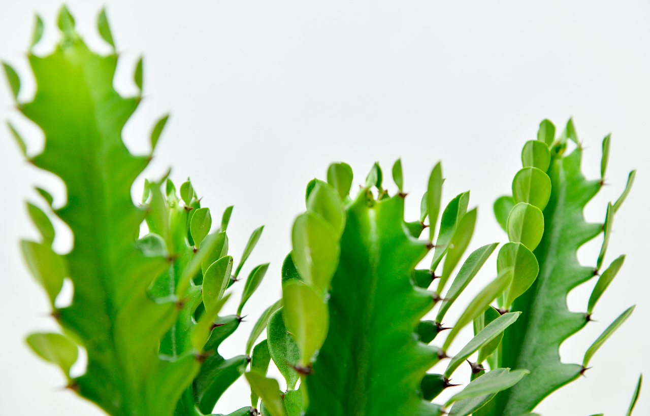 龍骨 大型仙人掌 綠色大型植物 帶刺的植物 頂端長葉子