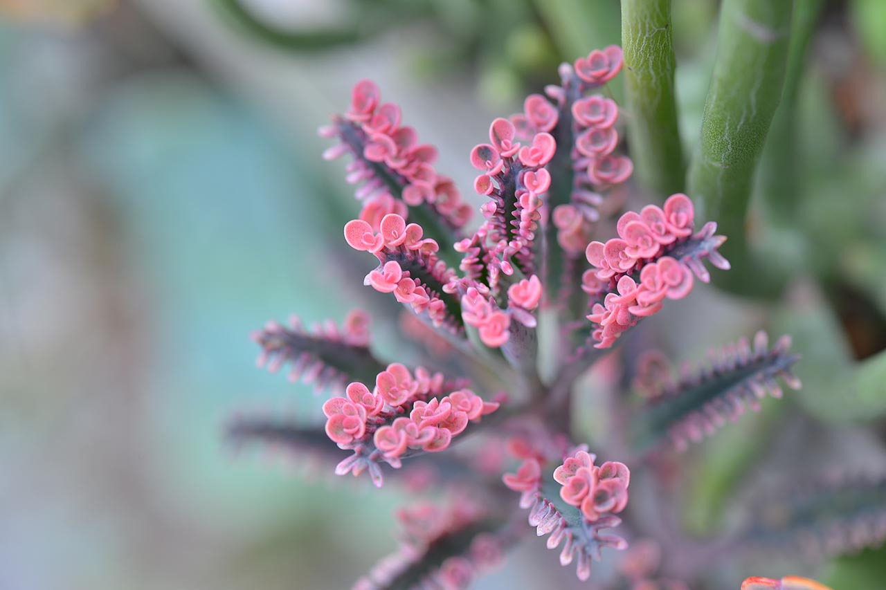 不死鳥錦頂端的小芽通常都有更為鮮嫩的粉紅色