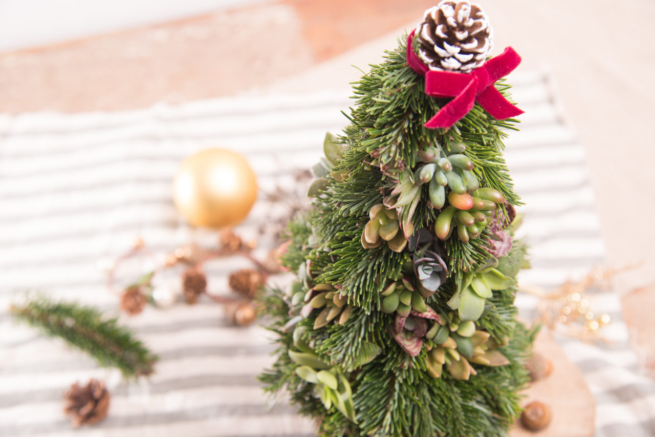 多肉聖誕樹俯角視野，滿滿的諾貝松與多肉植物裝飾，彷彿炸開來一樣的密集感