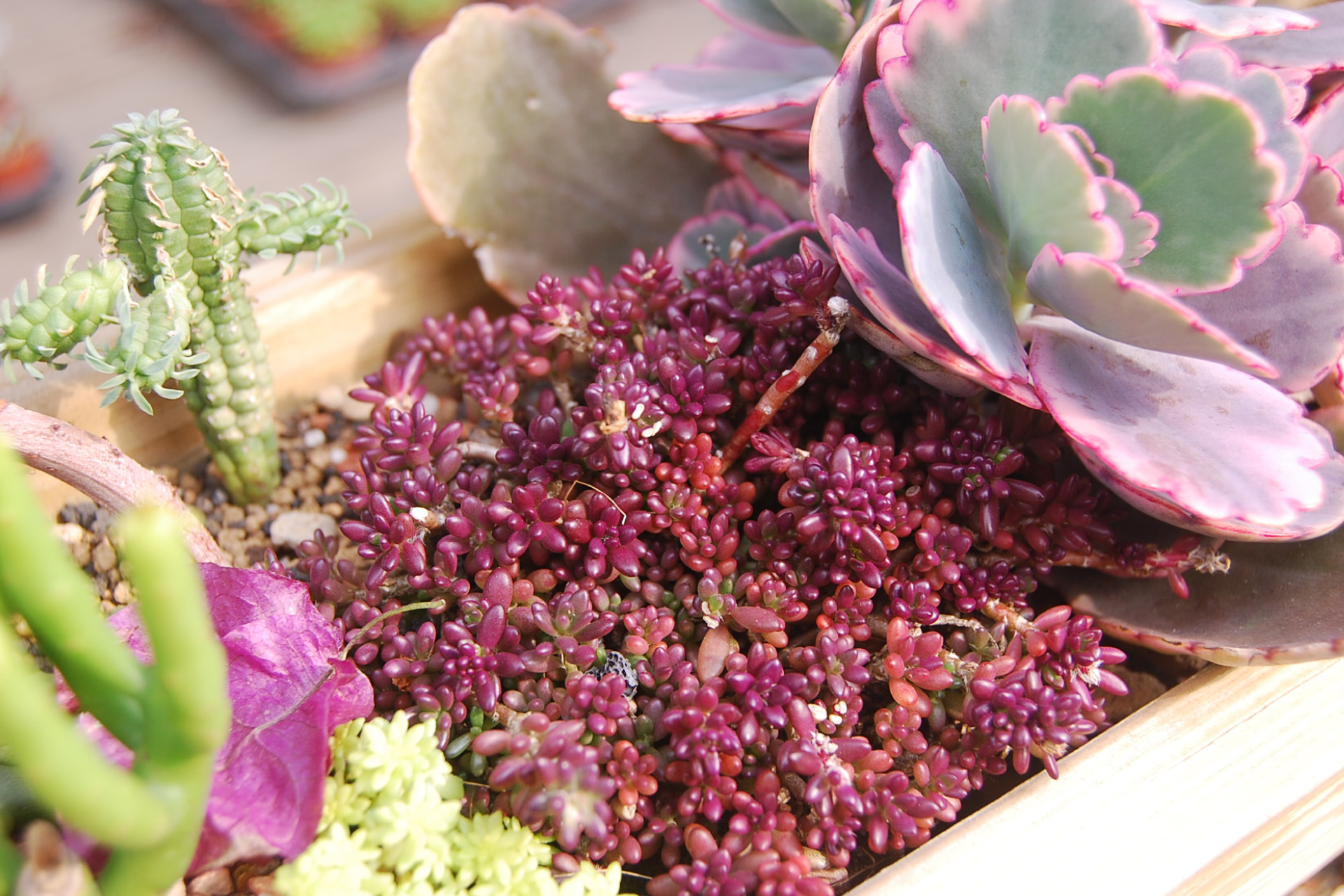 紫色的多肉植物 不能吃的紫米飯介紹 有肉succulent Gift 多肉植物與設計盆器搭配的禮品店