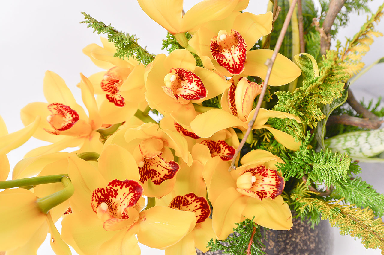 鑽石型蘭花盆栽 黃色虎頭蘭