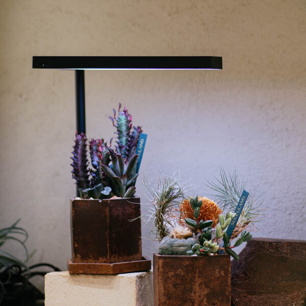ONF 植物桌燈 - 黑色 0621 ONF 植物燈陳列樣式 7 拷貝