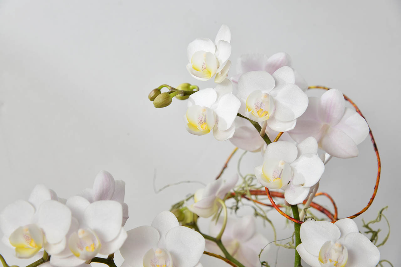 日式白花盆栽