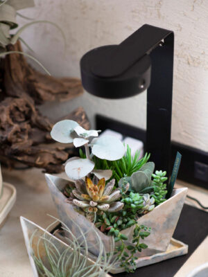ONF 植物桌燈 – 磁吸式燈具組