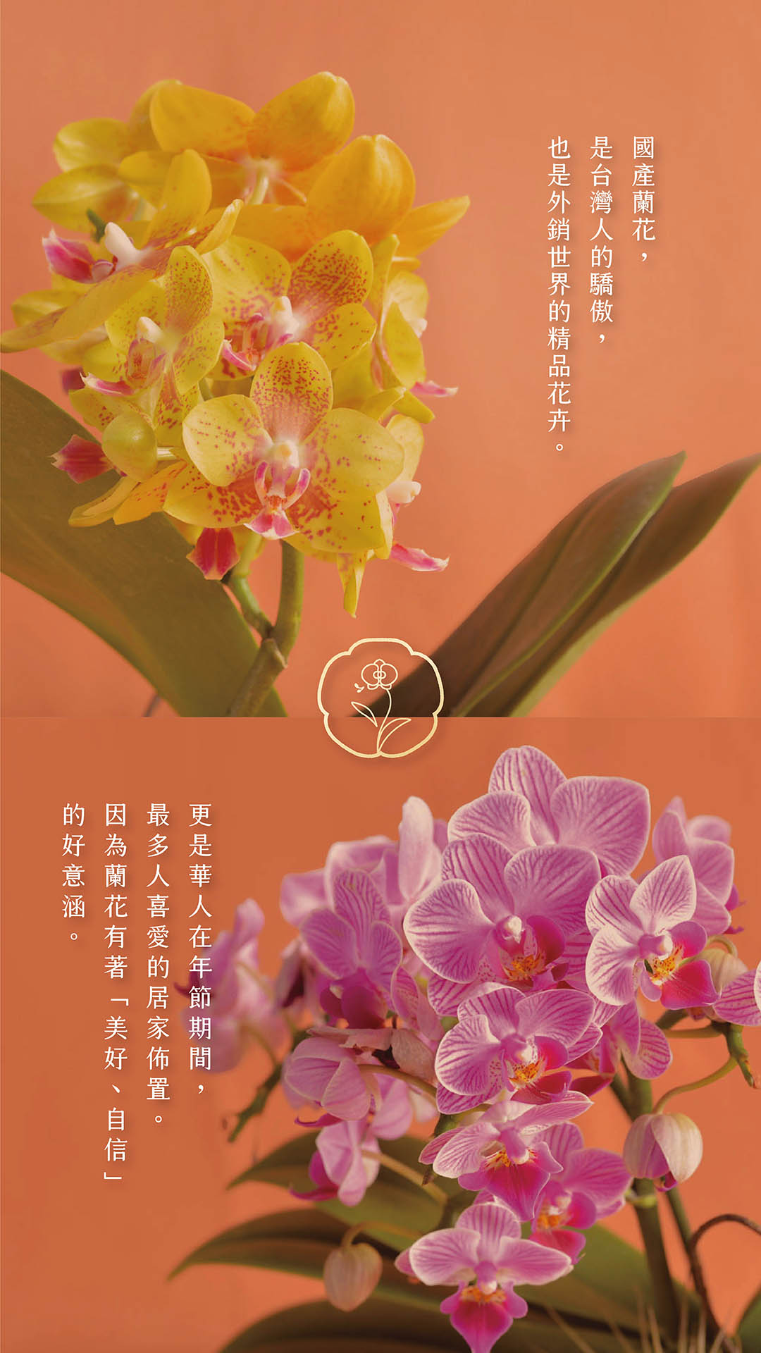 春節蘭花盆栽銷售