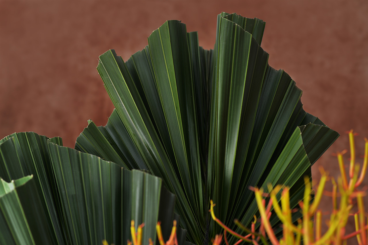 軸櫚盆栽設計