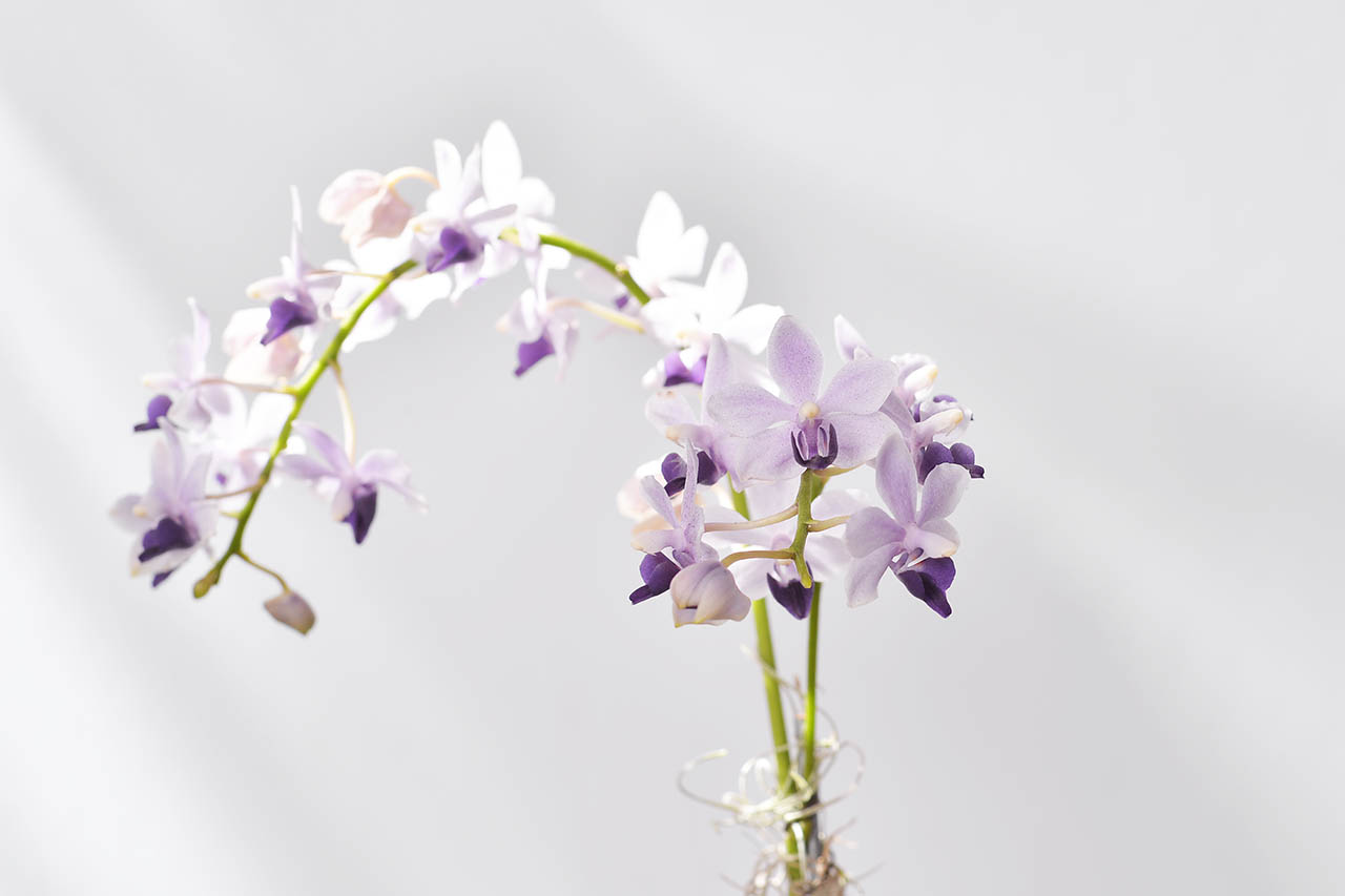 素雅紫色蘭花