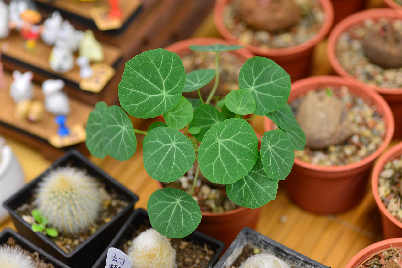Read more about the article 防己科多肉植物