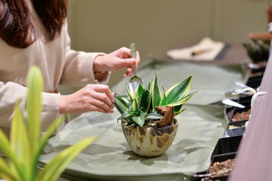虎尾蘭換盆的頻率不需要太高，是很好照顧的室內盆栽，所以相當適合當禮物送人