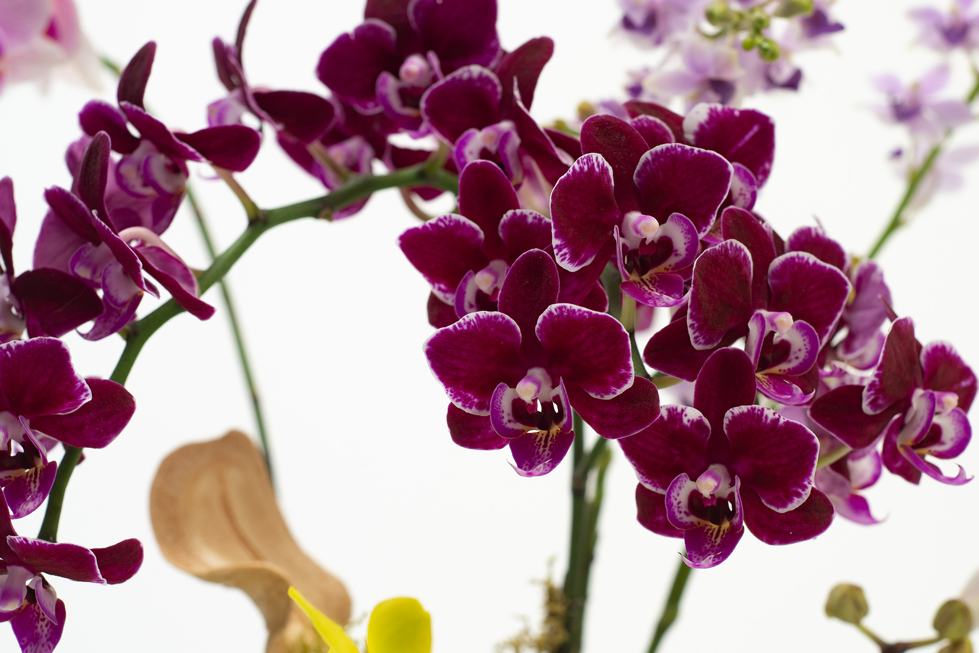 紫色交種蝴蝶蘭