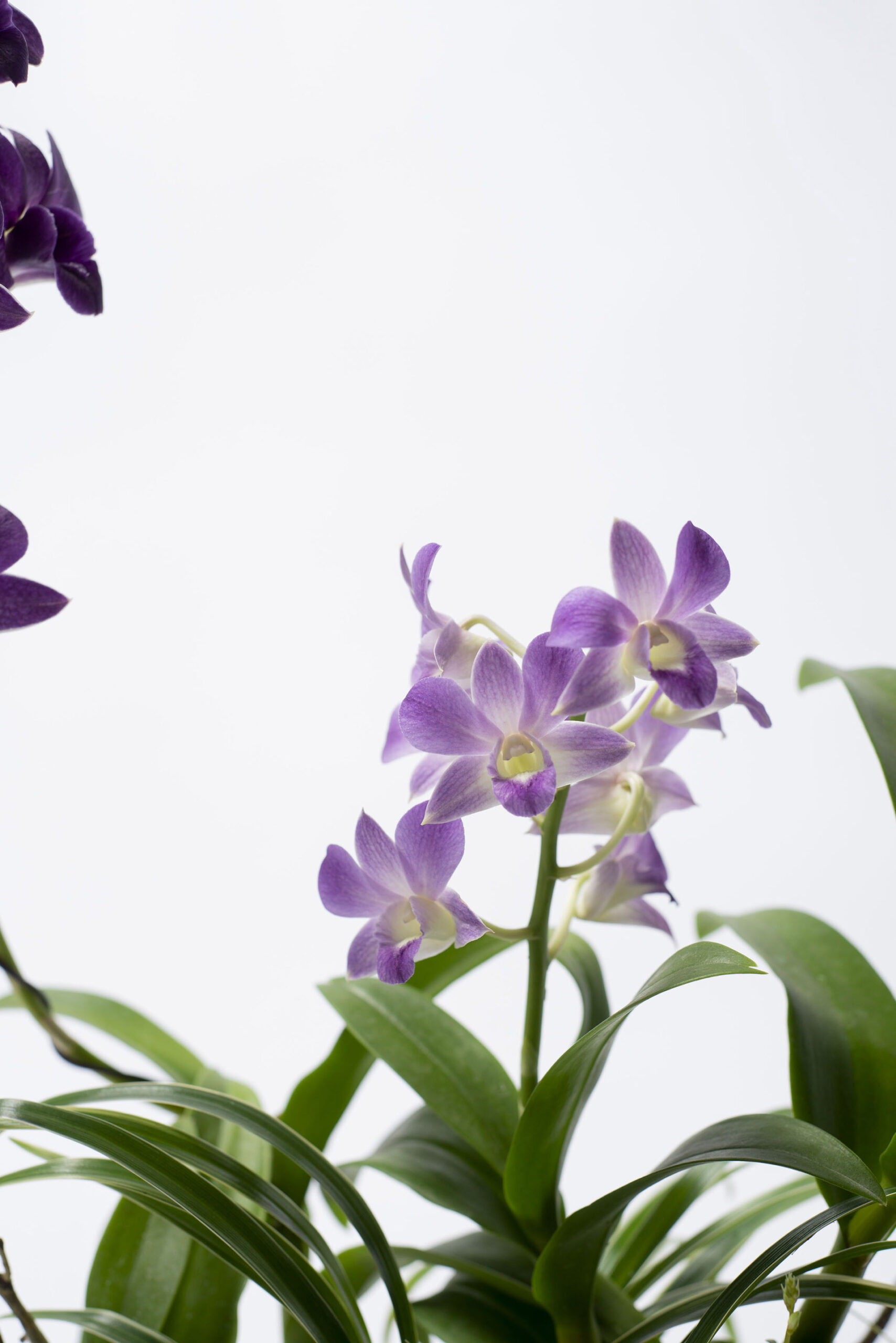 紫色蘭花