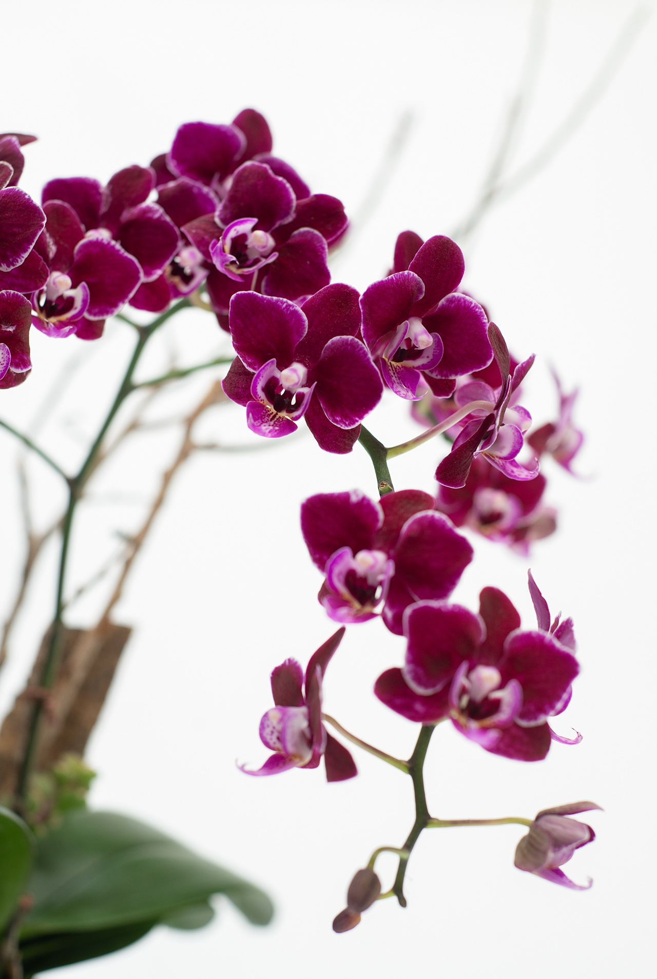 紫色蘭花呈現美意