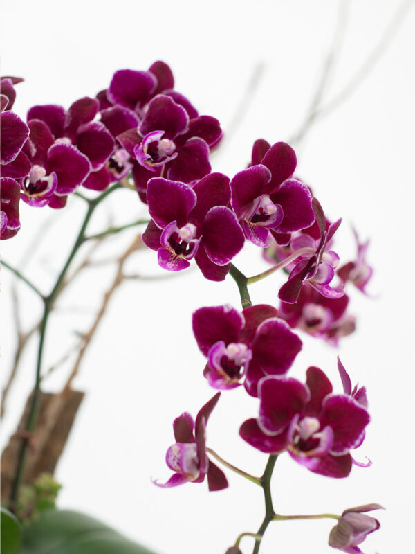 翩然如仙 紫色蝴蝶蘭花盆栽5