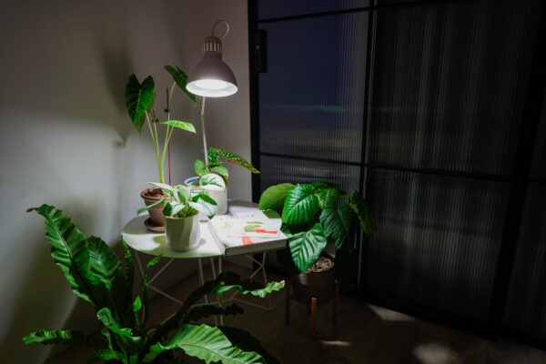 植物燈泡