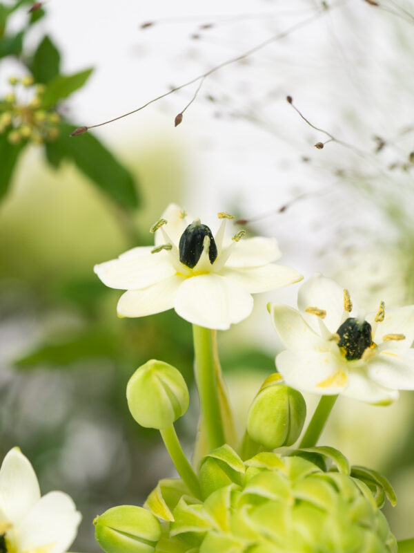 金綠仙境-鳳梨大氣盆開幕禮小朵白花
